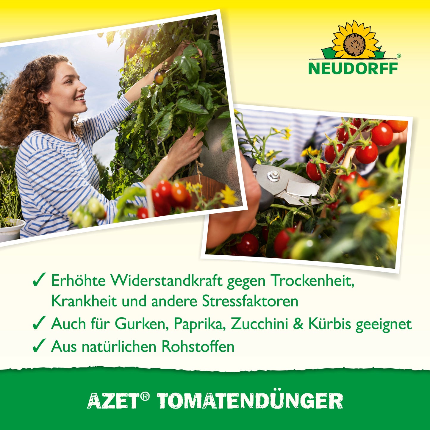 Eine Frau erntet Tomaten, Nahaufnahme der Hände beim Schneiden. Text highlights reiche Ernte dank Azet TomatenDünger von Neudorff Shop - ideal zum Tomaten düngen und für verschiedenes Gemüse geeignet. Neudorff Shop Logo sichtbar.