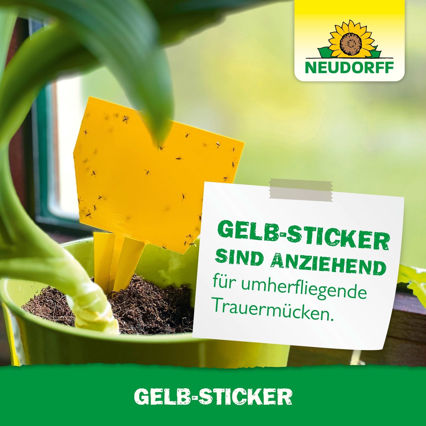 Ένας Gelb-Sticker από το Neudorff Shop, καλυμμένος με μικρά ιπτάμενα έντομα, τοποθετείται σε ένα φυτό εσωτερικού χώρου κοντά σε ένα παράθυρο. Σε μια ετικέτα δίπλα στη γλάστρα αναγράφεται: "Οι Gelb-Sticker είναι ελκυστικοί για τις ιπτάμενες σκνίπες.