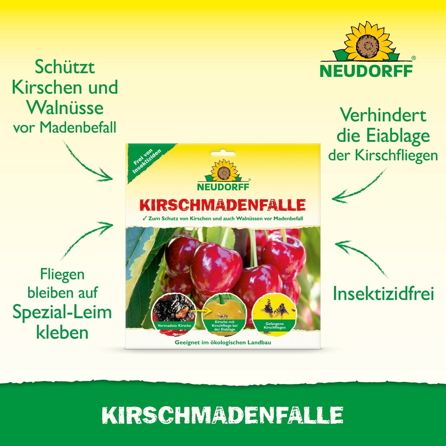 Εικόνα προϊόντος για την παγίδα KirschmadenFalle από το Neudorff Shop, με κεράσια και πράσινο κείμενο που δείχνει ότι είναι χωρίς εντομοκτόνα, προστατεύει από τη μύγα των κερασιών και χρησιμοποιεί ειδική κόλλα για επιτυχημένη συγκομιδή κερασιών.