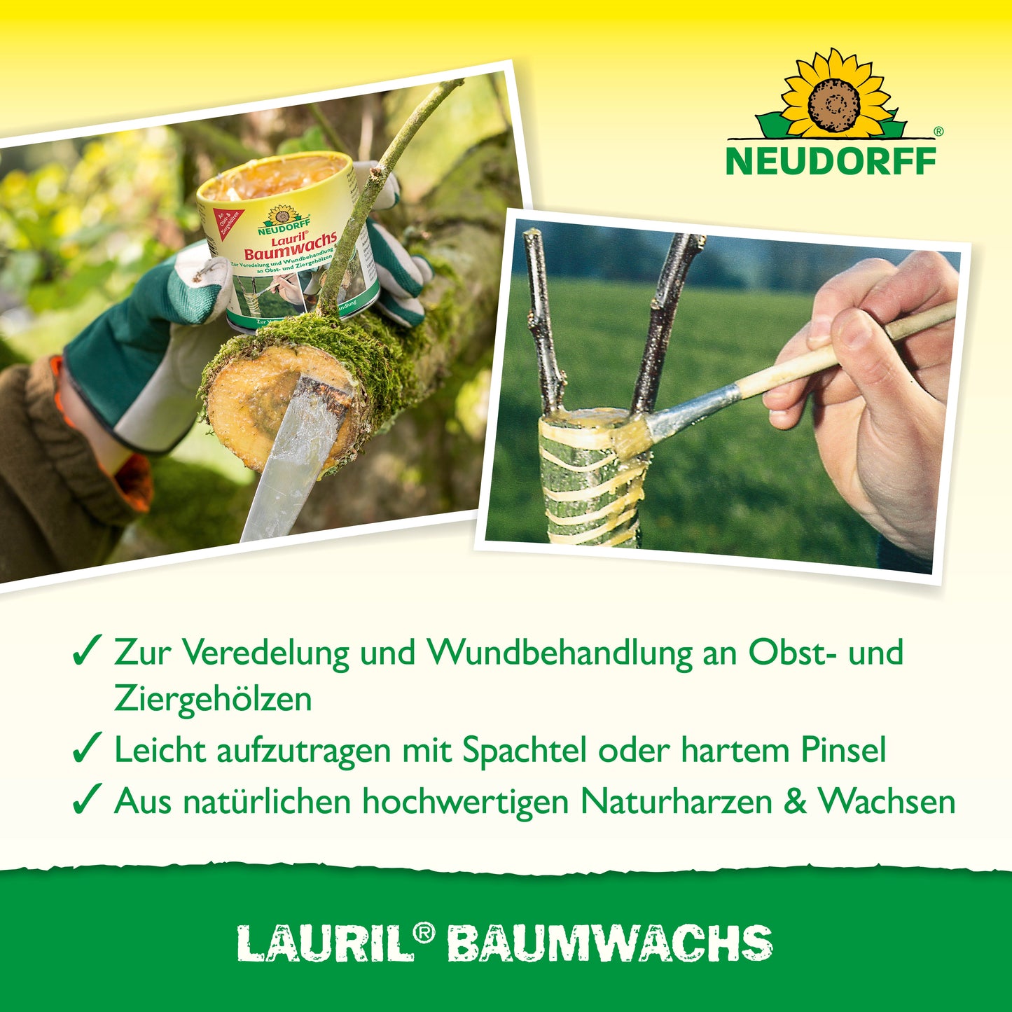 Eine Person trägt Lauril Baumwachs aus dem Neudorff Shop mit einem Spatel auf einen Baumzweig auf. Zu sehen ist der Produktbehälter mit dem Hinweis auf die Verwendung für Veredelungen, Wundversorgung von Bäumen, Baumwunden und die Behandlung von Obstgehölzen.