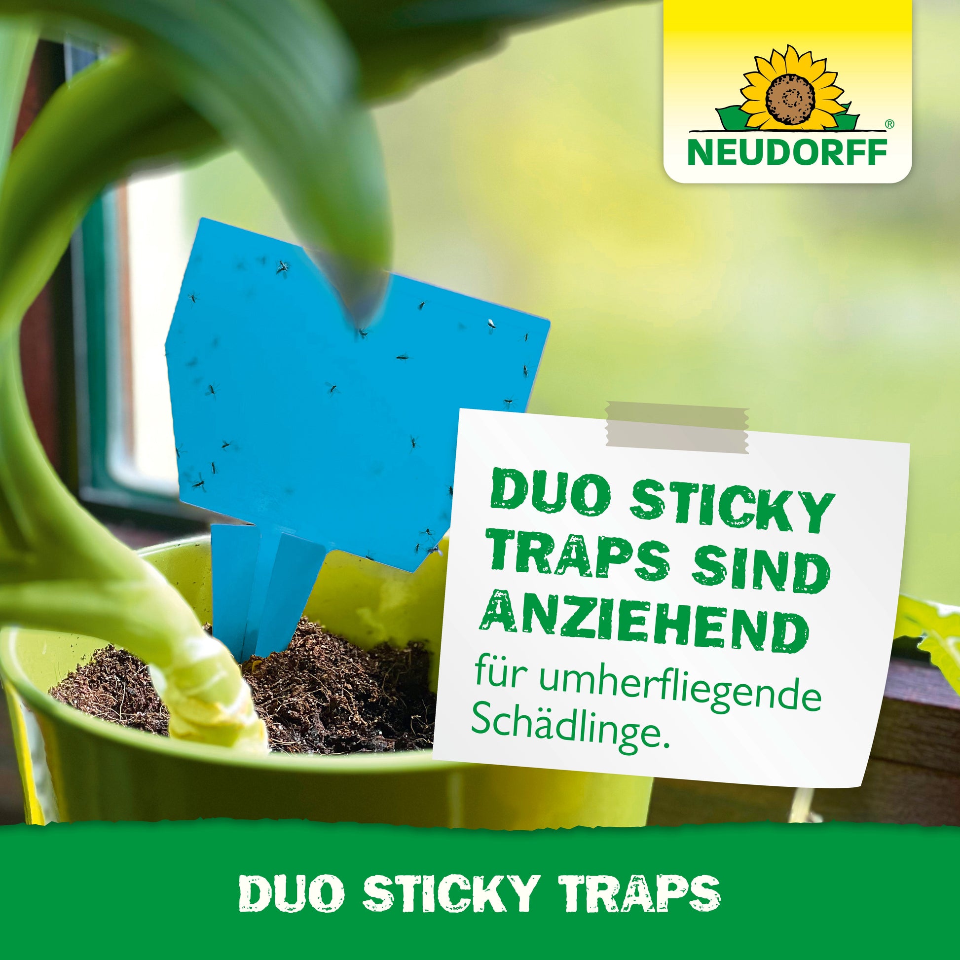 Ein Duo Sticky Trap von Neudorff Shop hängt in einer Zimmerpflanze am Fenster und fängt kleine Insekten. Der deutsche Text empfiehlt diese Fallen gegen fliegende Schädlinge wie Trauermücken und Thripse.